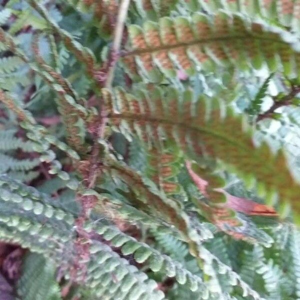 Dryopteris wallichiana পাতা