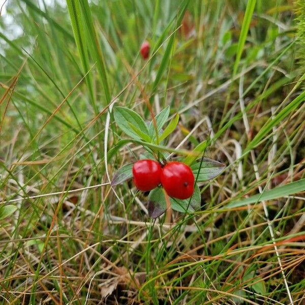 Cornus suecica Frukt