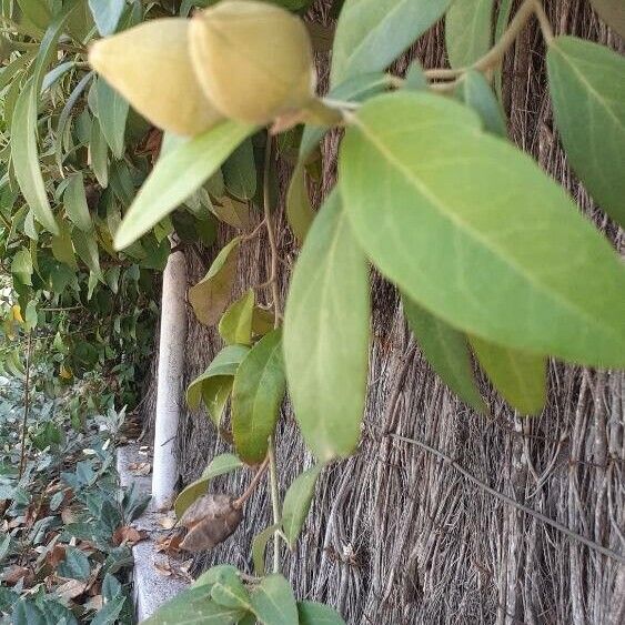 Lagunaria patersonia Leaf