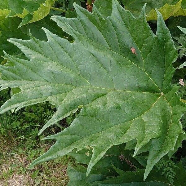 Rheum palmatum Leaf