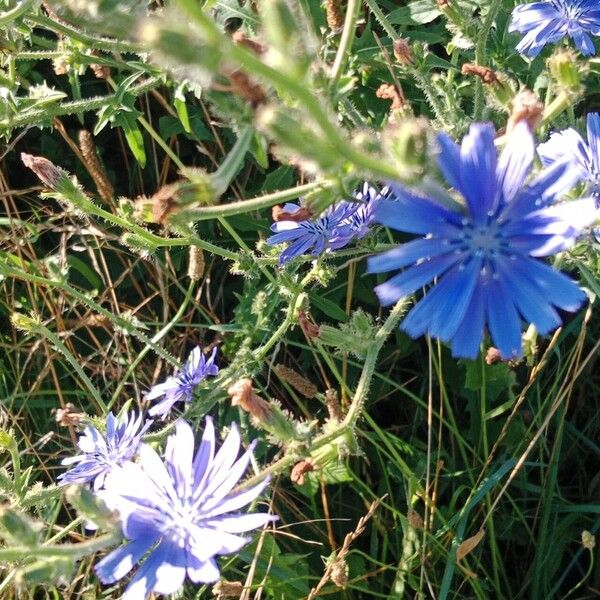 Cichorium endivia പുഷ്പം