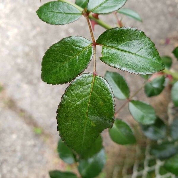 Rosa pendulina List