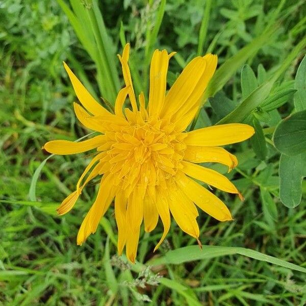 Tragopogon pratensis Cvet