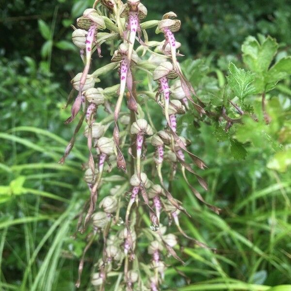 Himantoglossum hircinum Bloem