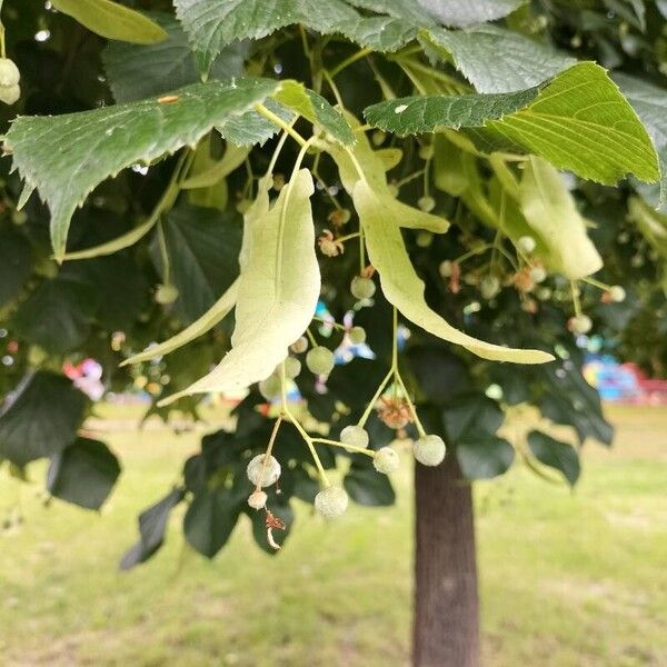 Tilia platyphyllos Fruit