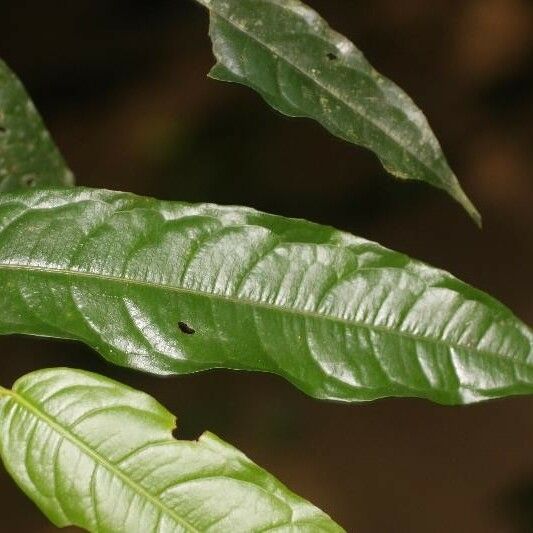 Eschweilera chartaceifolia Лист