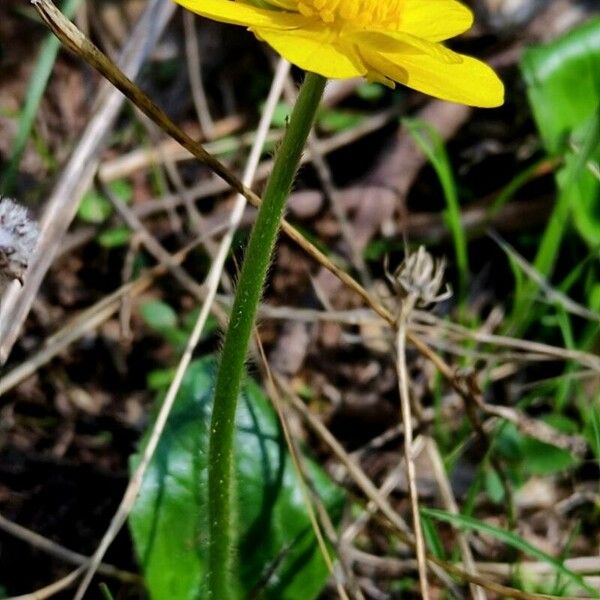 Ranunculus bullatus ফুল