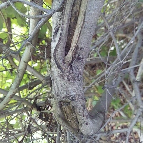 Bauhinia galpinii Bark