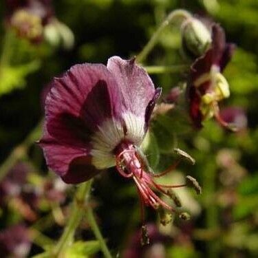 Geranium phaeum फूल