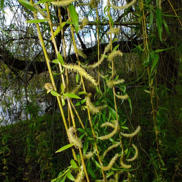 Salix alba ᱵᱟᱦᱟ