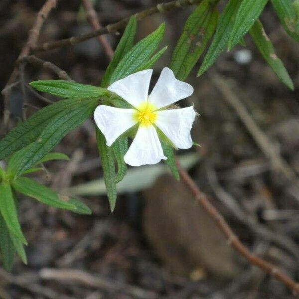 Cistus monspeliensis 花