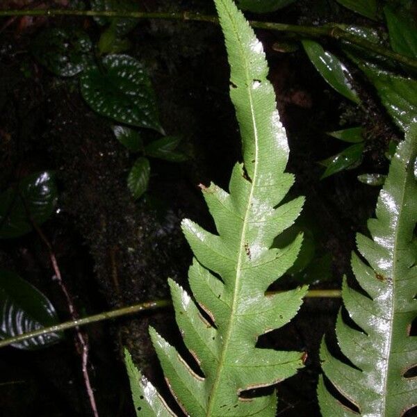 Pteris propinqua