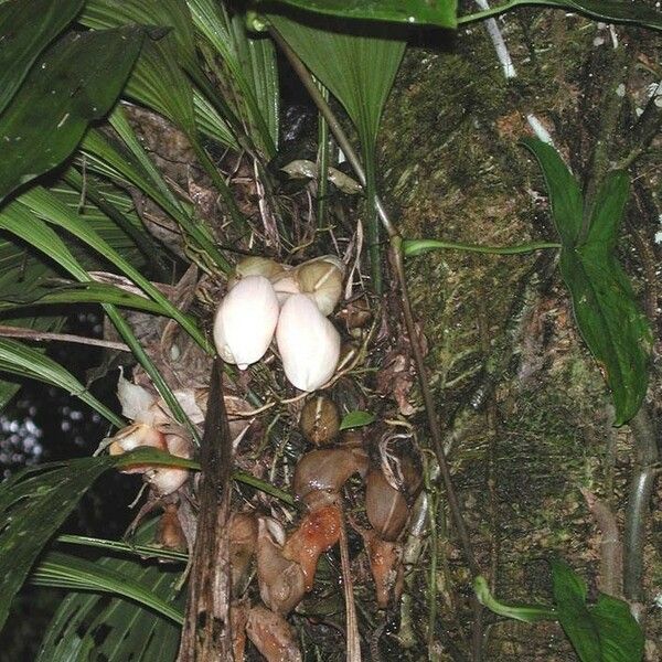 Stanhopea ecornuta Altres