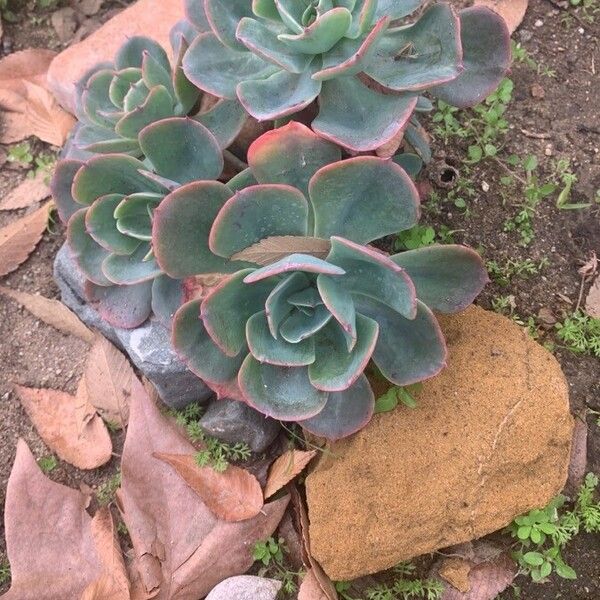 Echeveria gigantea Лист