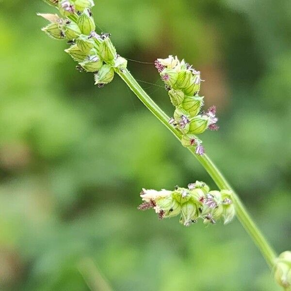 Echinochloa colona Floare