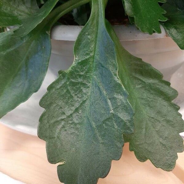 Kalanchoe blossfeldiana Blad