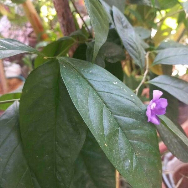 Brunfelsia pauciflora পাতা