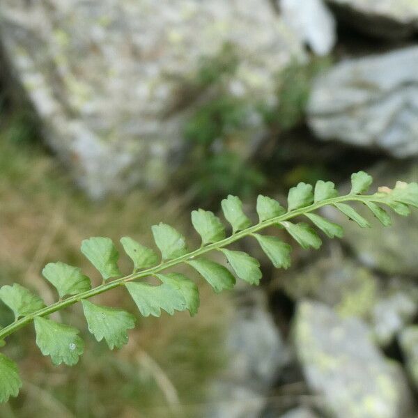 Asplenium viride Folha