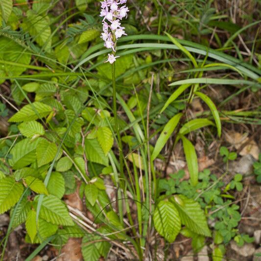 Gymnadenia odoratissima Hábito