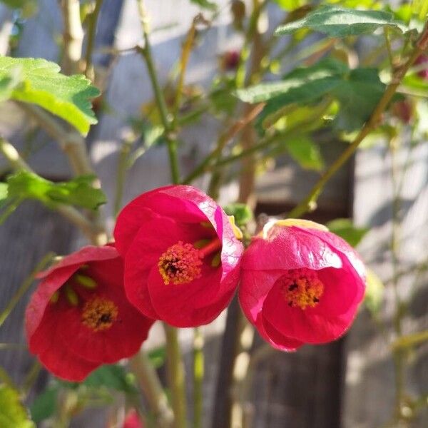 Callianthe picta Fleur