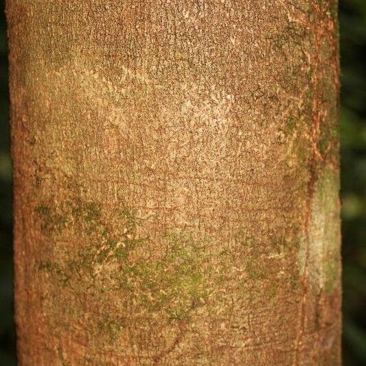 Couepia bracteosa Bark