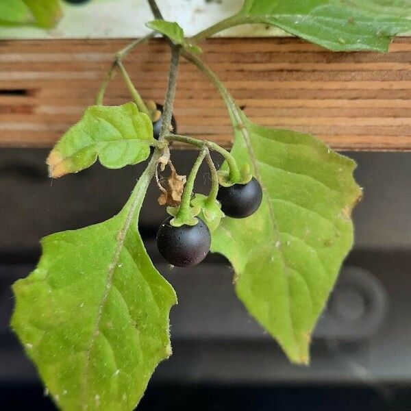 Solanum nigrum Vaisius