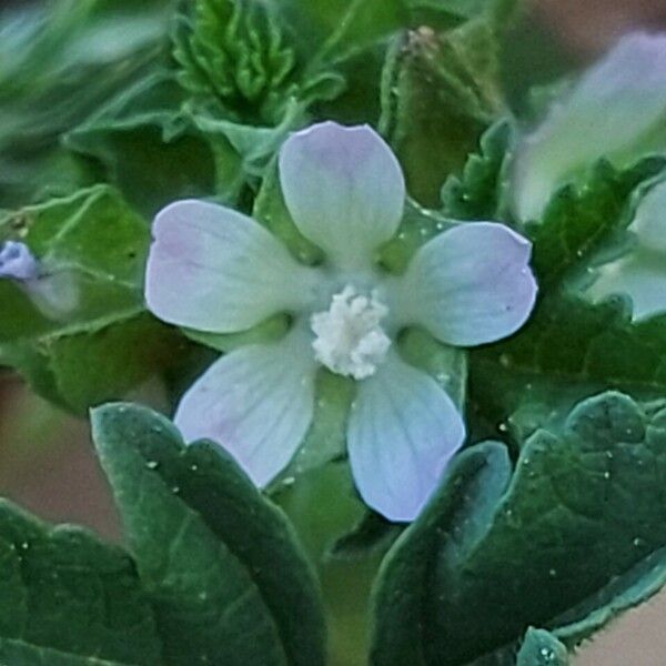 Malva parviflora 花