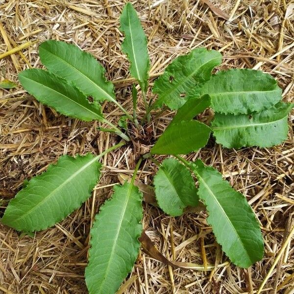 Rumex pulcher Ліст