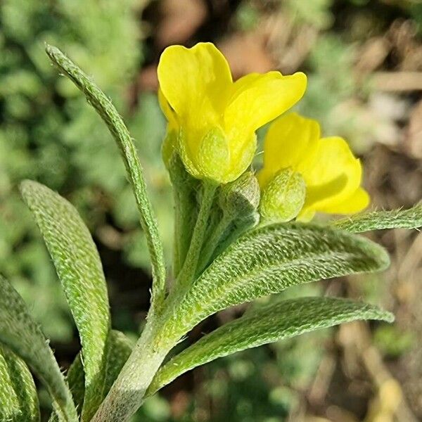 Alyssum montanum Floro