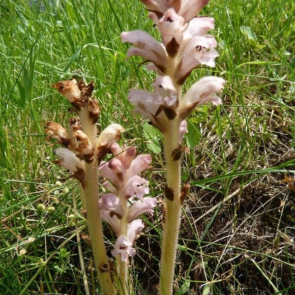 Orobanche caryophyllacea Облик