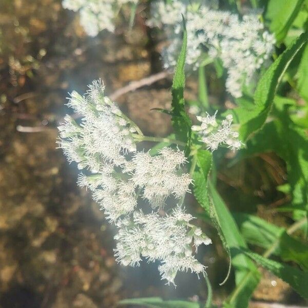 Eupatorium perfoliatum 花