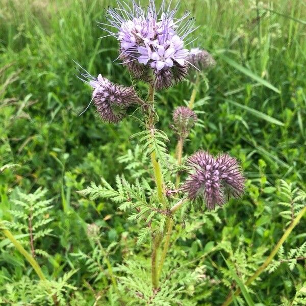 Phacelia tanacetifolia Flor