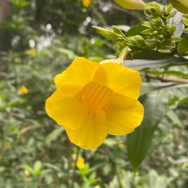 Allamanda schottii Fleur