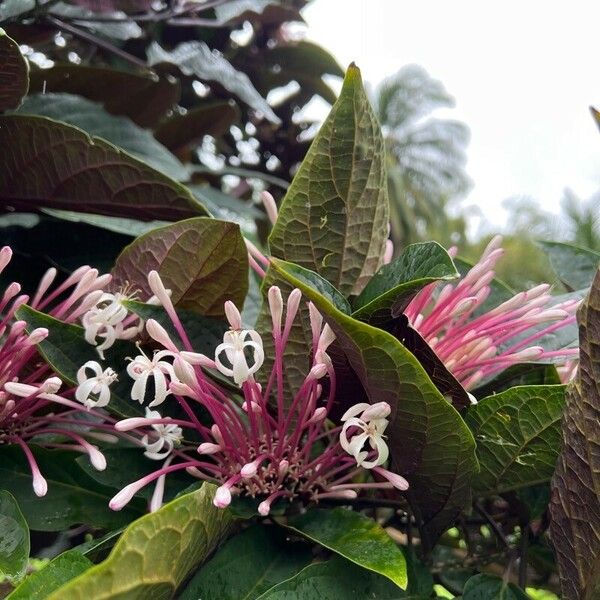 Clerodendrum quadriloculare Flower