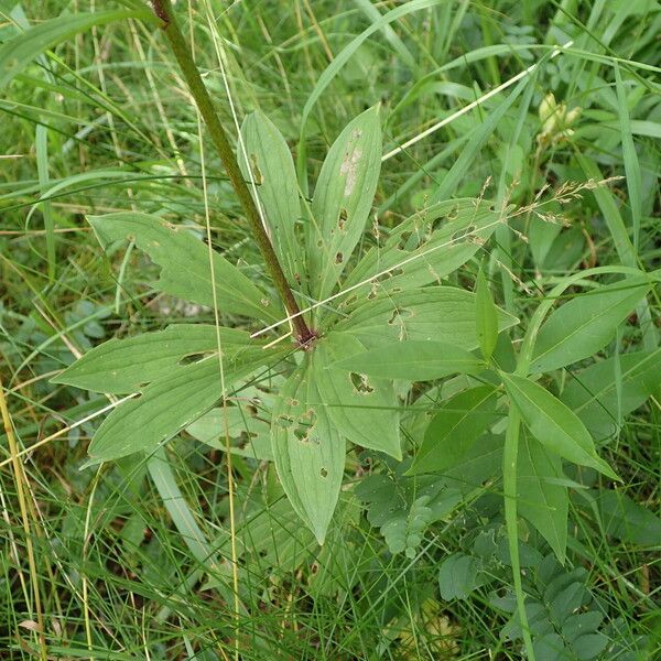 Lilium martagon Lapas