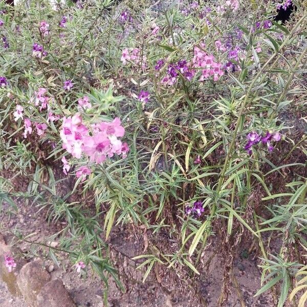 Angelonia biflora Характер