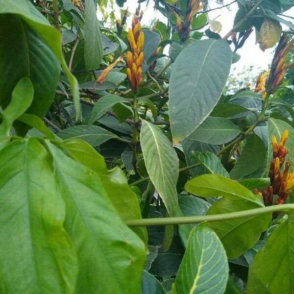 Sanchezia oblonga Leaf