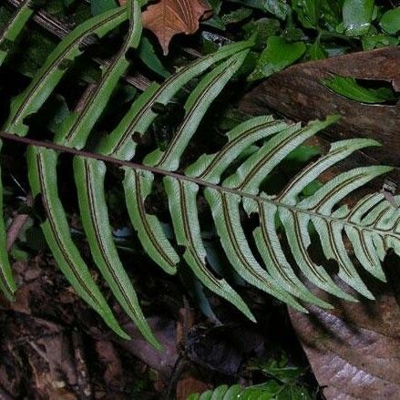 Blechnum occidentale 葉