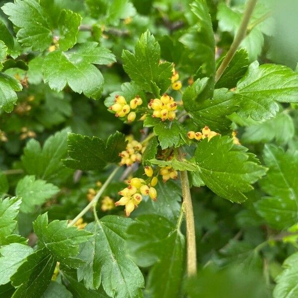 Ribes alpinum 果実