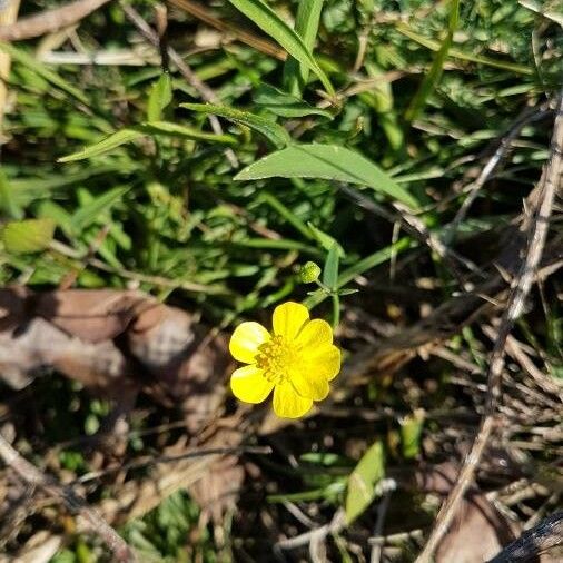 Ranunculus flammula Flower