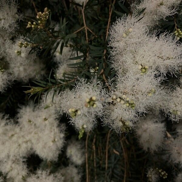 Melaleuca linariifolia Цветок