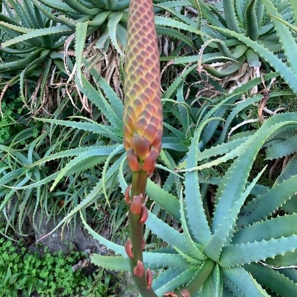 Aloe arborescens Flor