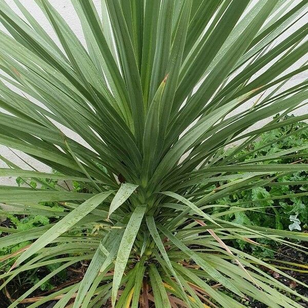 Cordyline australis Frunză