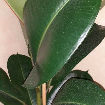 Ficus elastica Blad