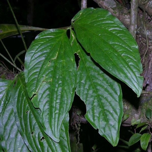 Anthurium trisectum Leaf
