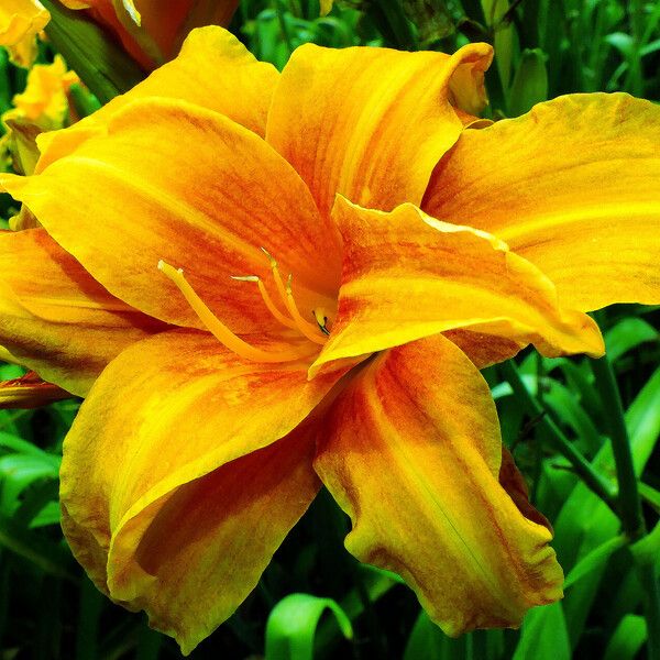 Hemerocallis lilioasphodelus Blomst