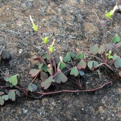 Oxalis novae-caledoniae 整株植物