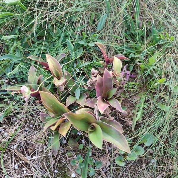 Tradescantia cerinthoides Hostoa