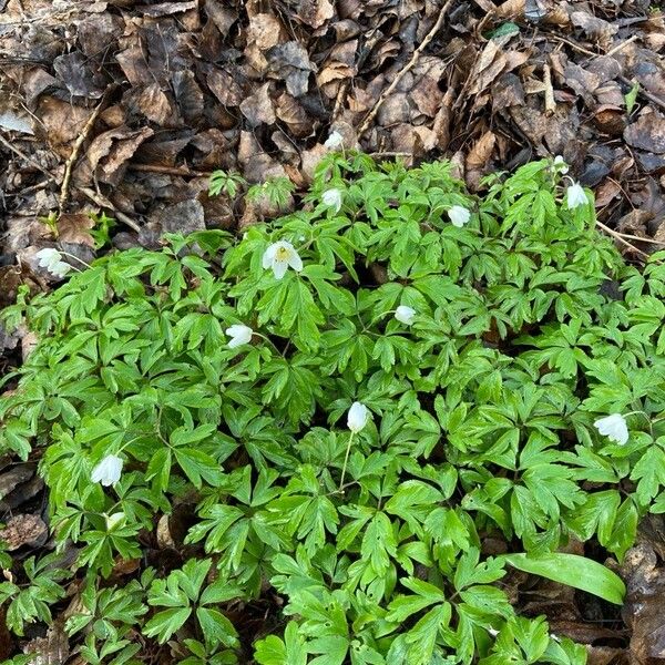 Anemonoides quinquefolia Habit