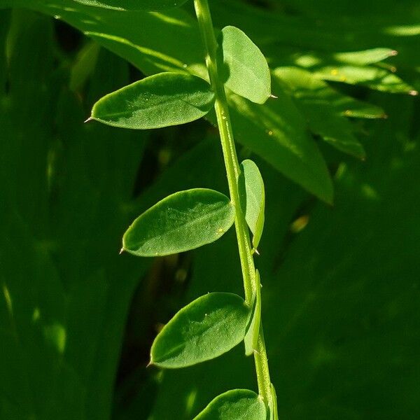 Vicia sylvatica List